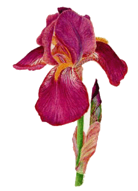 bearded iris painting