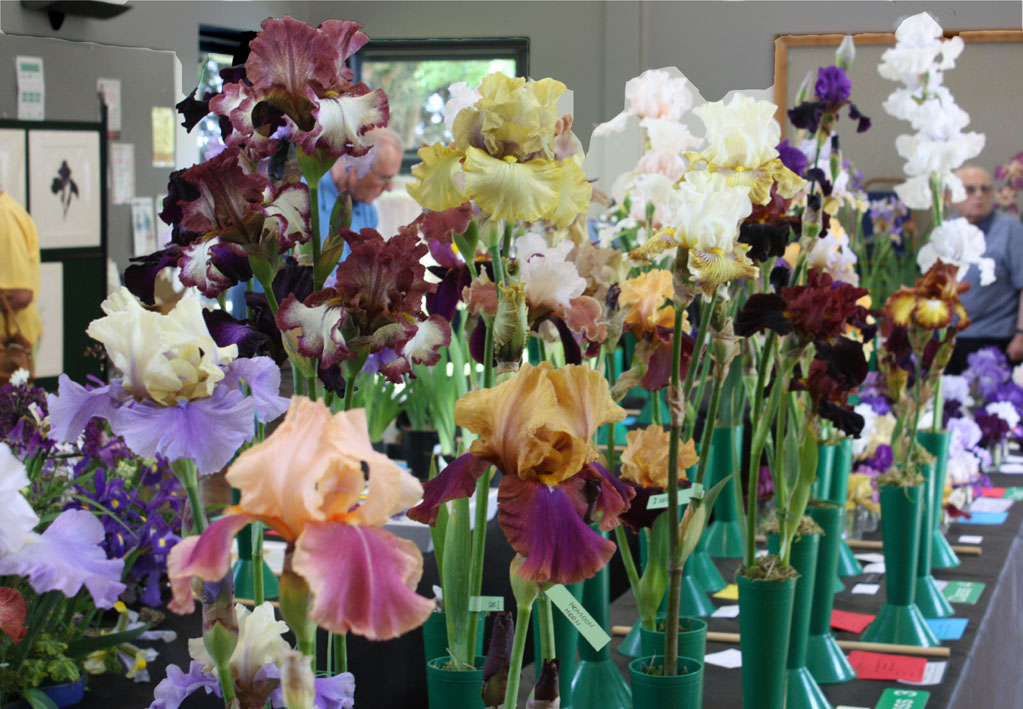 West & Midlands Iris Show