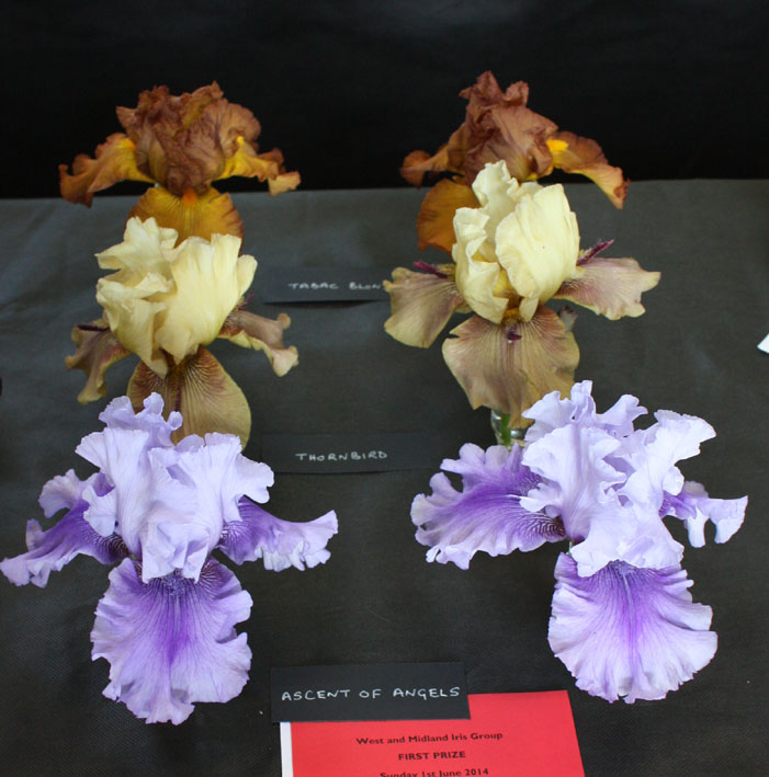 exhibit of iris blooms