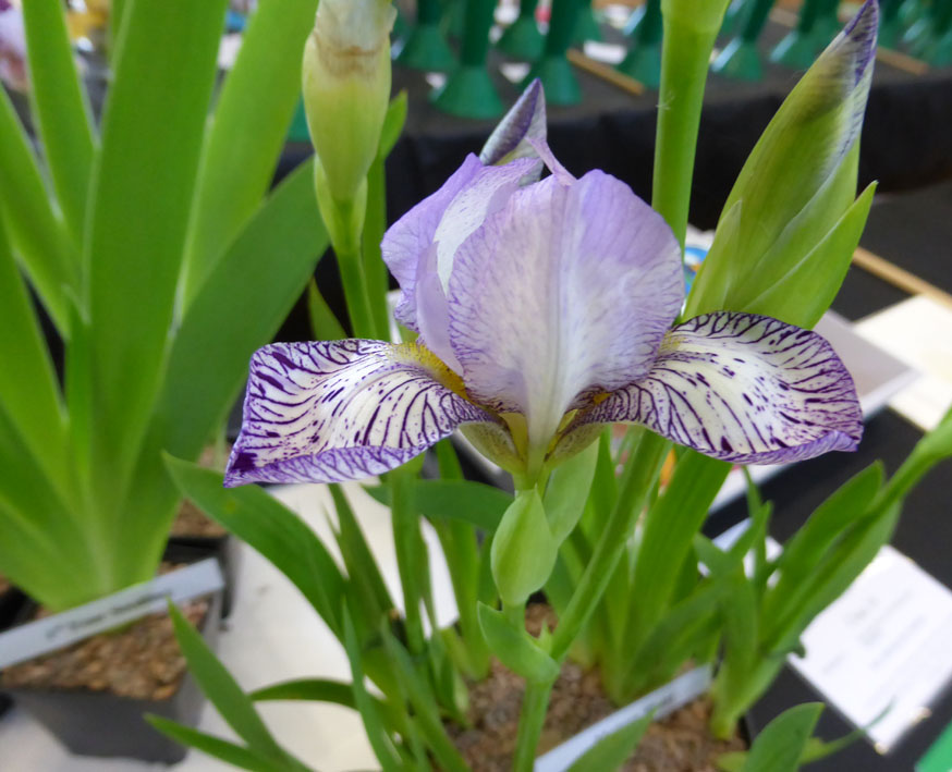 West & Midlands Iris Show