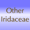 Other Iridaceae Class 