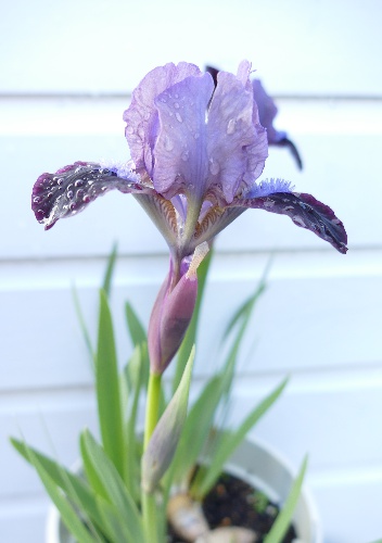  cl1-51-sdb-unregistered-seedling.jpg 
