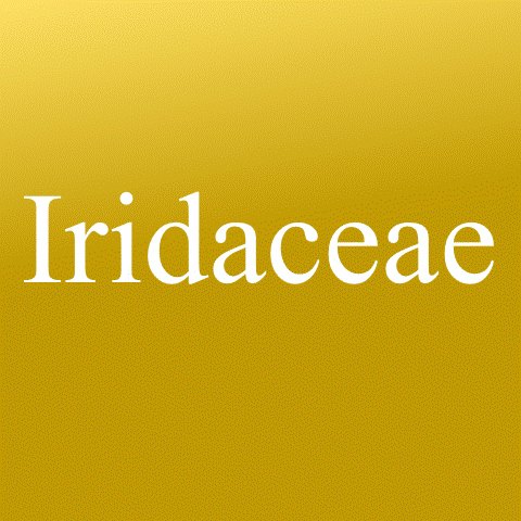  Other Iridaceae Class 